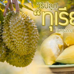 Những Món Ăn Được Chế Biến Từ Sầu Riêng Nổi Tiếng Của Thái Lan Ngon Quên Lối Về